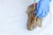 Veterinarian woman with syringe holding and injecting rabbit on ranch background close up. Bunny in vet hands for vaccination in