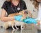Veterinarian Wrapping Injured Leg of Dog