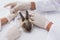 Veterinarians doing injection at a rabbit