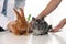 Veterinarians examining bunny and chinchilla in clinic, closeup