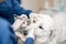 Veterinarians inspecting the eyes of a dog in vet clinic