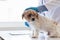 Veterinarians are performing annual check ups on dogs look for possible illnesses and treat them quickly to ensure the pet\\\'s