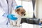 Veterinarians are performing annual check ups on dogs look for possible illnesses and treat them quickly to ensure the pet\'s