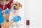 Veterinarians are performing annual check ups on dogs ook for possible illnesses and treat them quickly to ensure the pet\'s