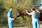 Veterinarians in uniform brushing beautiful brown horse