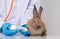 Veterinarians Using a bandage Wrap around the fluffy rabbit broken leg to welt the leg. Concept of animal healthcare with a