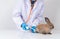 Veterinarians Using a bandage Wrap around the fluffy rabbit broken leg to welt the leg. Concept of animal healthcare with a