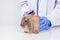 Veterinarians wear purple gloves, brush their hair, cute fluffy rabbit hair, to check for injuries in a clinic or animal hospital