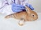 Veterinarians wear purple gloves, use a cotton swab to clean the cute brown rabbit ears in a clinic or animal hospital