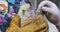 A veterinary assistant holds a white hedgehog in her hands in gloves. The doctor drinks medicine from the syringe to the