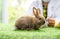 Veterinary checking up a young rabbit in the owner house