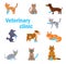 Veterinary clinic. Animals with bandaged paws Vector. Cartoon. Isolated art on white background.