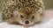 In the veterinary clinic, the hedgehog is funny angry and makes a serious frown. A small cute hedgehog funny muzzle with