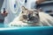 veterinary clinic, professional veterinarian examines cat. ai generated