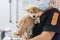 Veterinary concept. Veterinarian examining Puppy Shiba inu dog. Veterinarians are examining Dog in pet hospitals