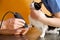 Veterinary doctor with assistant shaving a cat, preparing for operation.