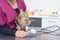 Veterinary doctor checking blood pressure of a cat