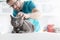 Veterinary doctor examining Russian Blue cat at clinic