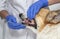 Veterinary a doctor with a tool examines the diseased teeth with stones in a Corgi dog opening its mouth
