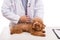 Veterinary doctor vaccinating puppy dog on white background