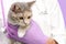 Veterinary examination of the cat. kitten at the veterinarian. Animal clinic. Pet check and vaccination. Healthcare. on a purple