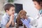 Veterinary examine Shar Pei dog ,young boy looking