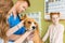 Veterinary examining Beagle dog at clinic