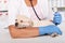 Veterinary healthcare concept with professinal hands holding cute puppy dog and a stethoscope