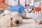 Veterinary healthcare professional bandaging cute puppy dog paw - helped by young owner