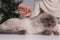 Veterinary holding acupuncture needle near cat`s head indoors, closeup. Animal treatment