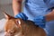 Veterinary holding acupuncture needle near dog`s neck in clinic, closeup. Animal treatment