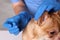 Veterinary holding acupuncture needle near dog`s neck in clinic, closeup. Animal treatment