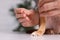 Veterinary holding acupuncture needle near dog`s paw indoors, closeup. Animal treatment