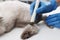 Veterinary holding moxa stick near cat at table, closeup. Animal acupuncture treatment