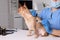 Veterinary holding moxa stick near cute dog in clinic, closeup. Animal acupuncture treatment