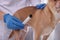 Veterinary holding moxa stick near dog indoors, closeup. Animal acupuncture treatment