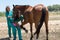 Veterinary horses on the farm