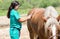 Veterinary horses on the farm