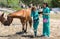 Veterinary horses on the farm