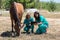 Veterinary horses on the farm