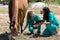 Veterinary horses on the farm