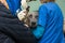 Veterinary inspection of the dog`s ears before surgery.