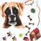 Veterinary kit comprising boxer and accessories for dogs, watercolor, painted by hand