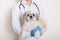 Veterinary nurse holding pekingese dog in hands, doctor in blue gloves and white gown, having stethoscope around neck,