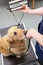 Veterinary Nurse Weighing Dog In Surgery