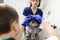 A veterinary ophthalmologist makes a medical procedure, examines the eyes of a dog with an injured eye and an assisent helps her