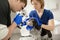 Veterinary, ophthalmologists examine the injured eye of a dog with a slit lamp in a veterinary clinic