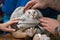 Veterinary placing a catheter via a cat in the clinic.