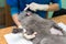 Veterinary placing a catheter via a cat in the clinic.
