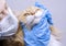 Veterinary science topic: vet examines a cat.